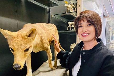 A woman in pink pants crouching next to a preserved Tasmanian Tiger.