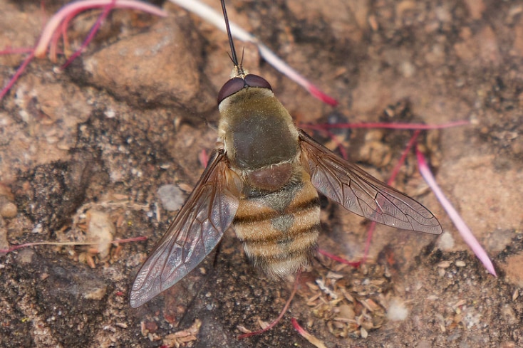 A close up of a bee in the dirt