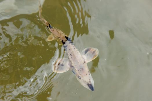 A Lake Sturgeon released by the Tennessee Aquarium Conservation Institute swims in the Tennessee River