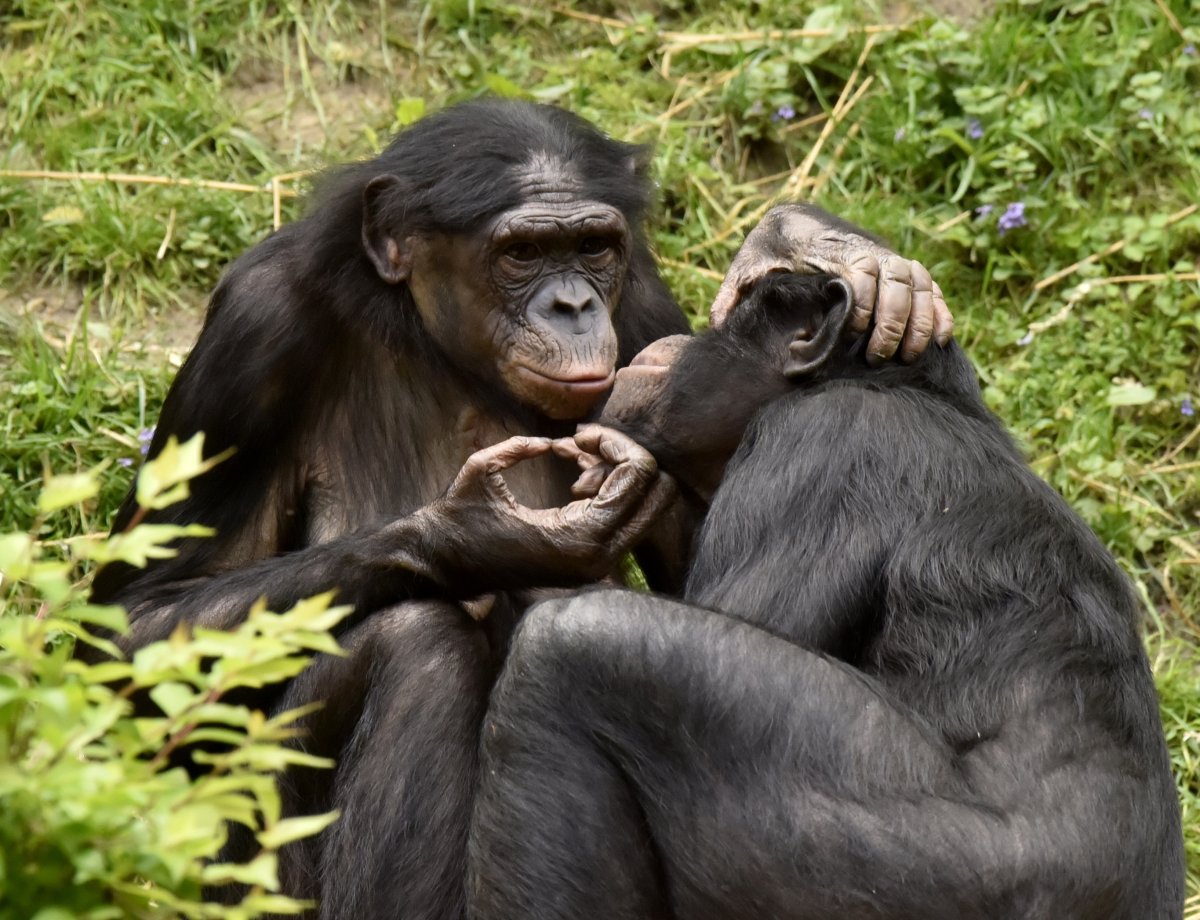 bonobo monkeys grooming