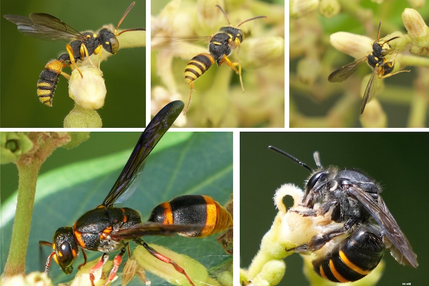 Five close up shots of wasps and bees