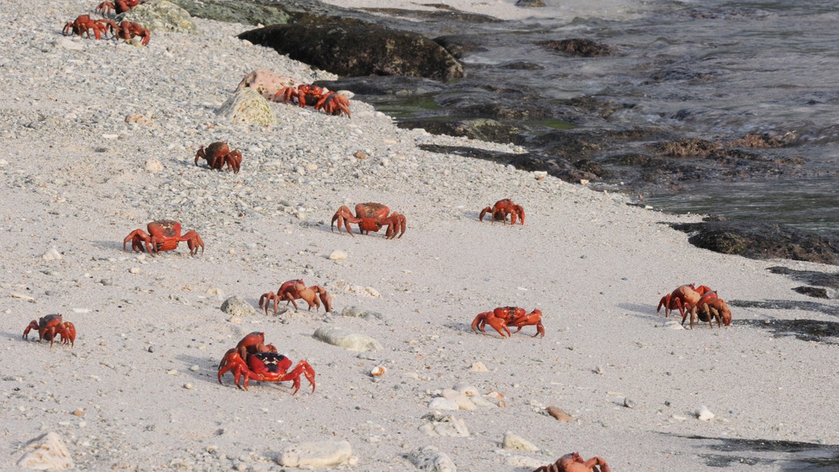 Crabs on the beach at Christmas Island National Park