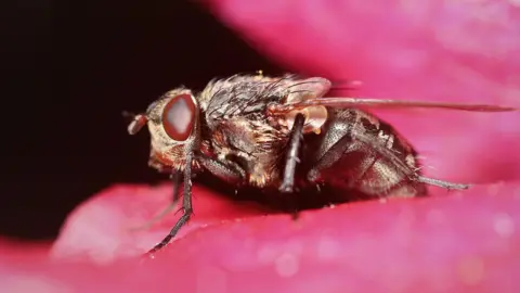 Getty Images A cluster fly with large brown eyes sits on a pink flower.