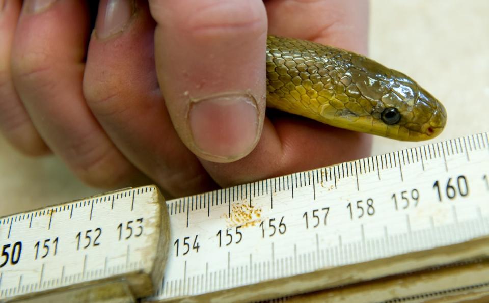 Aesculapian snake at the Schwarze Berge wildlife park in Hamburg, Germany (AFP via Getty)