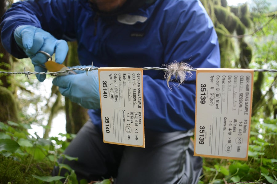 A field researcher wearing disposable gloves collecting a hair sample from a barbed wire snare for a scientific DNA study about grizzly bears in the Great Bear Rainforest, in British Columbia, Canada