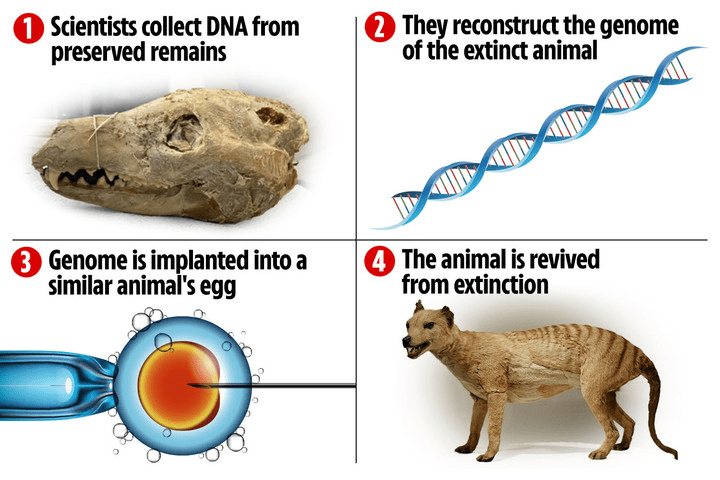 The process scientists are using to bring back the Tasmanian tiger