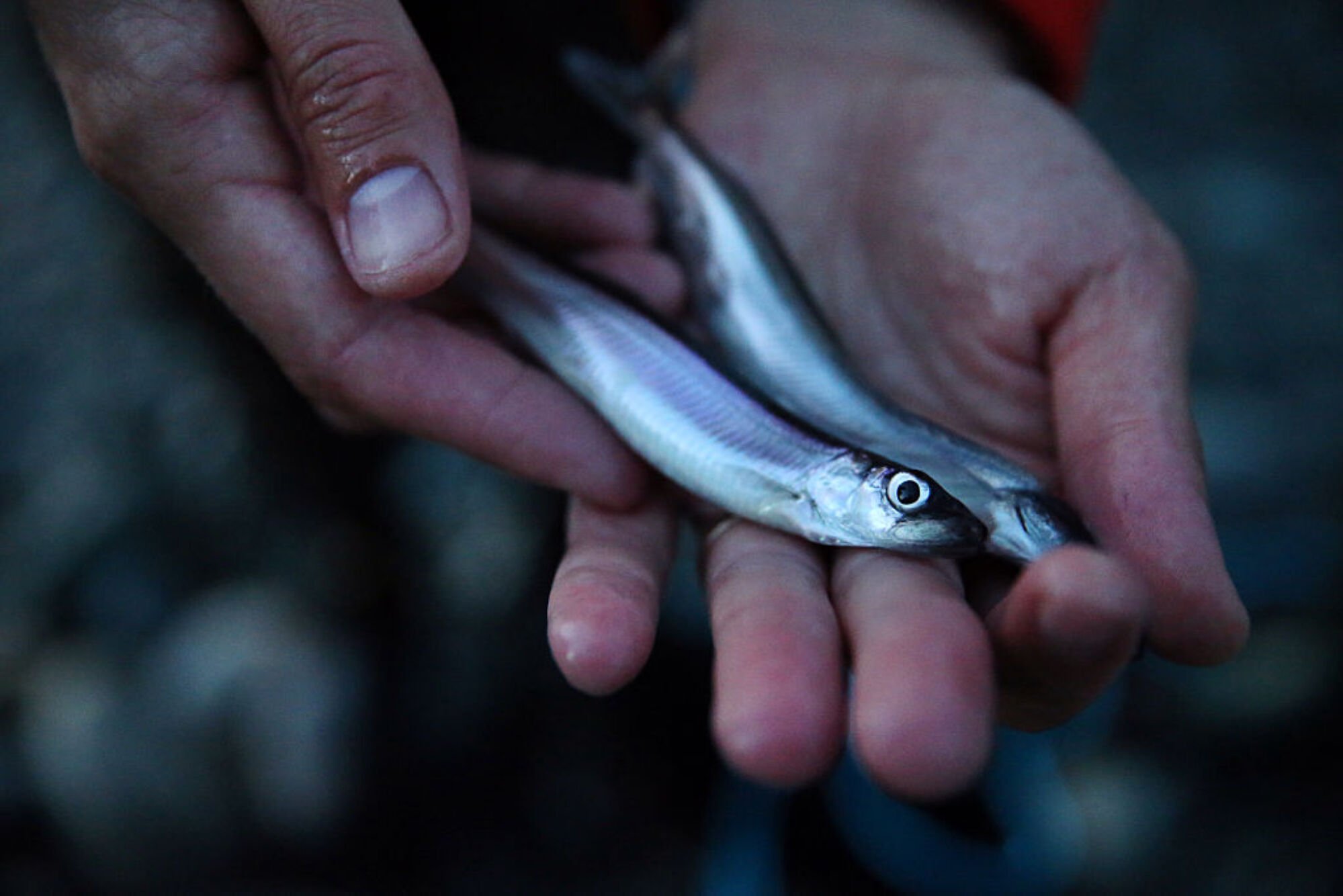 Two capelin fish in a person's hands