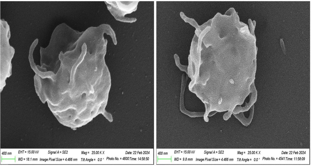 A scanning electron-microscopy image of human platelets