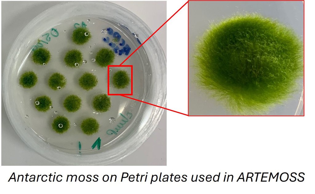 Moss plants grown for the ARTEMOSS mission