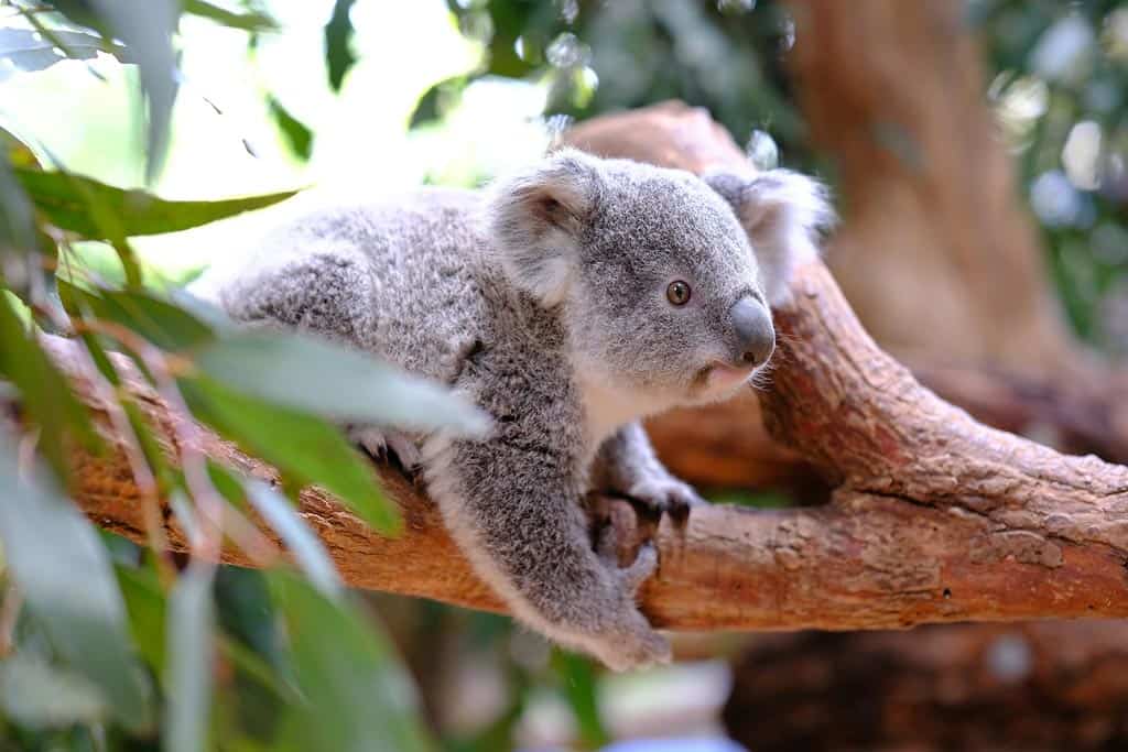 Koala In A Tree In Australia