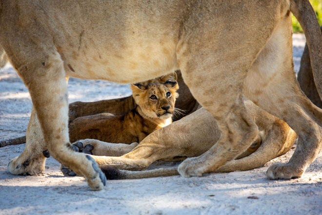 Lion cubs are some of the beautiful beasts at Natural Selection's Tuludi Camp