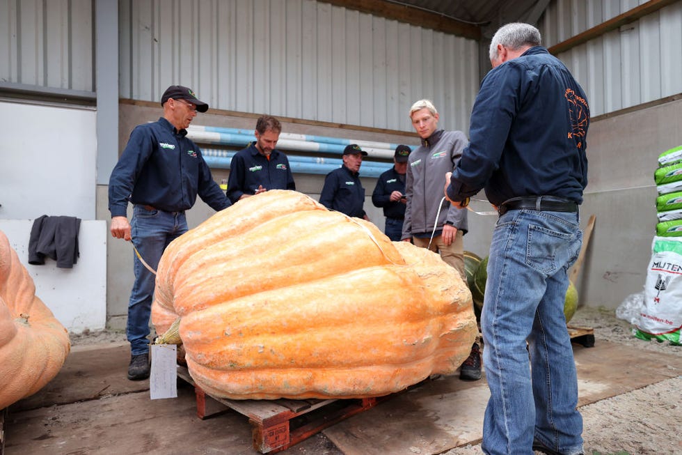 belgium's biggest pumpkin awaits world record