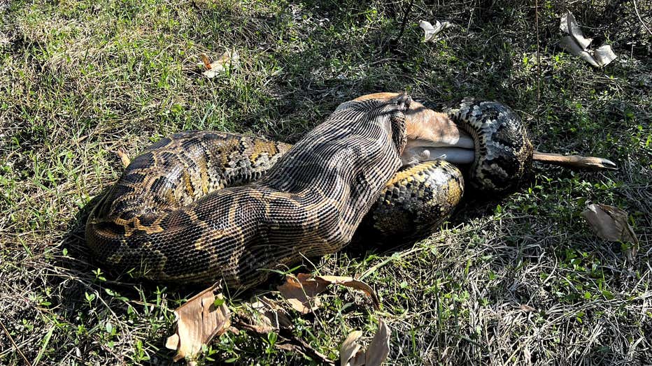 Female Burmese python measuring 14.8’ (4.5m) and weighing 115.2 lbs (52.3 kg) consuming a white-tailed deer weighing 76.9 lbs (34.9 kg) in southwestern Florida. Image Credit: Ian Bartoszek, Conservancy of Southwest Florida.