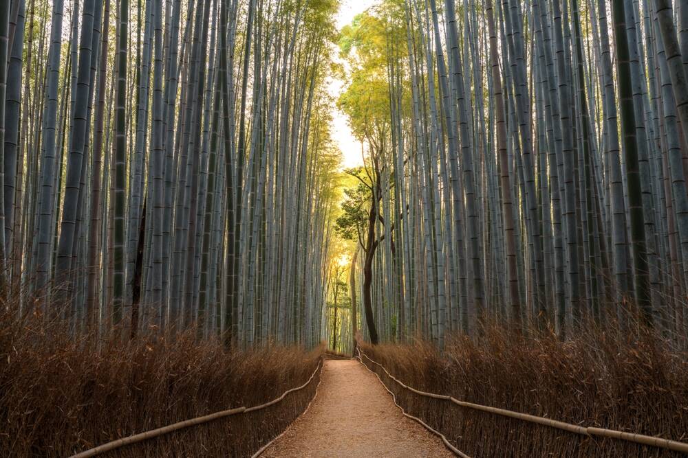 The tour will take in the spectacular Arashiyama Bamboo forest in Kyoto. Picture Shutterstock