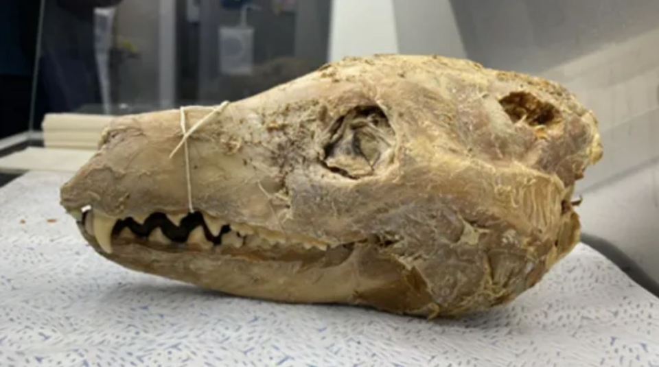 The Tasmanian tiger was last seen alive nearly a century ago