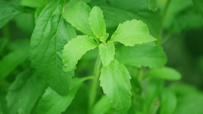 stevia-74187_1920.jpg