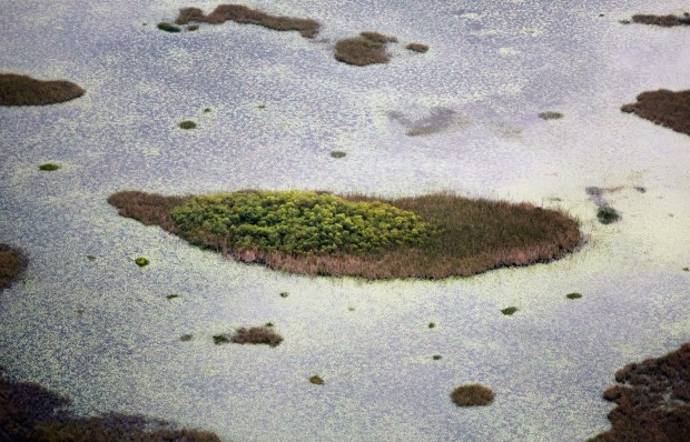 A teardrop shaped tree island in the Everglades is is seen Thursday, July 11, 2024. The shape is indicative of healthy water flow. (Joe Cavaretta/South Florida Sun Sentinel, Aerial support provided by LightHawk)