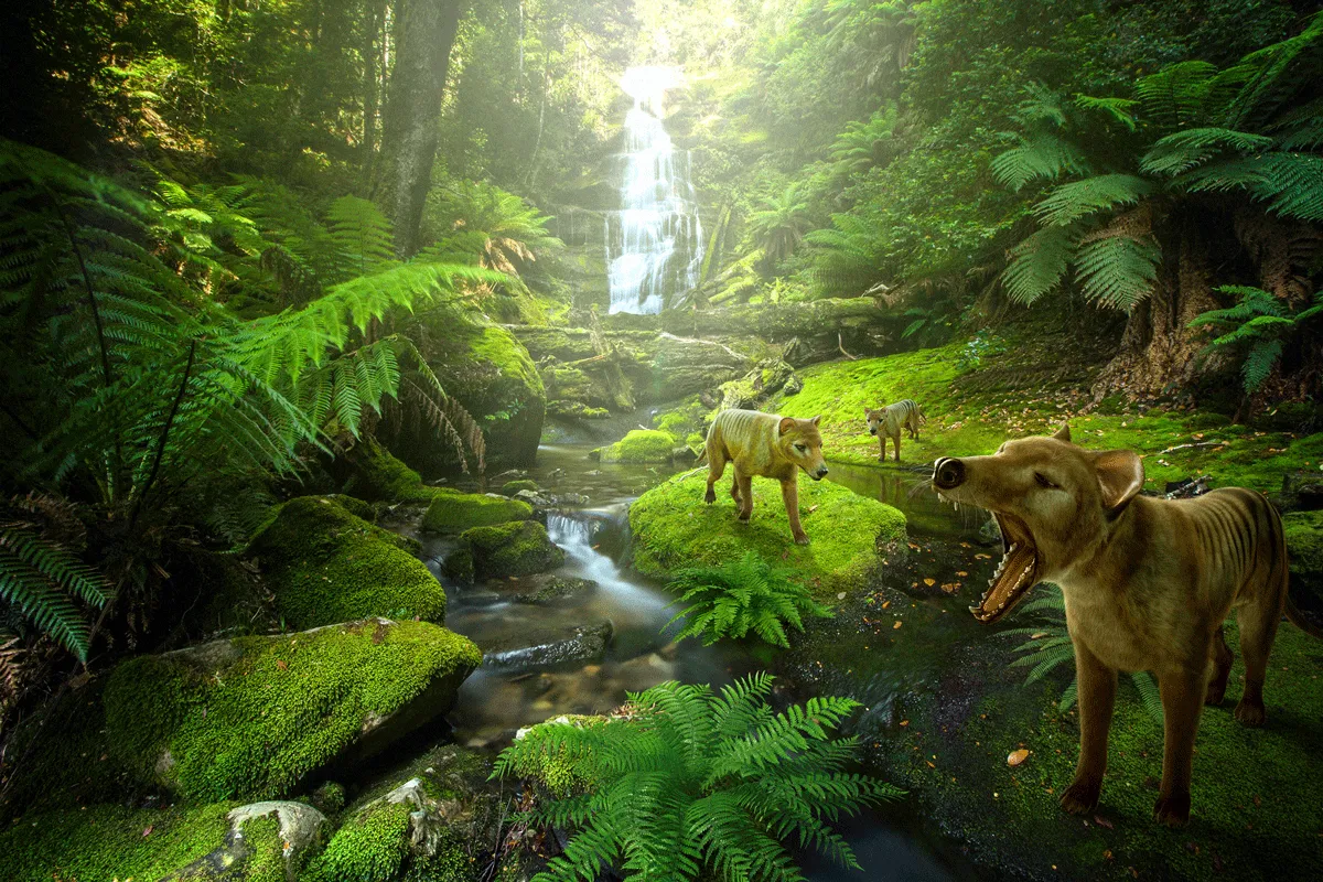 A generated image of a group of thylacines roaming through a lush rainforest environment