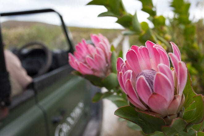 Travelers can see up to 900 species of plants on the 4x4 botanical safaris at Grootbos Private Nature Reserve