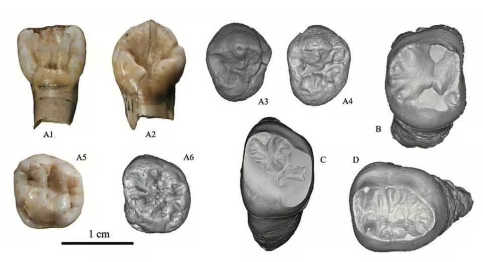 Scientists have studied a set of fossils found in northern China