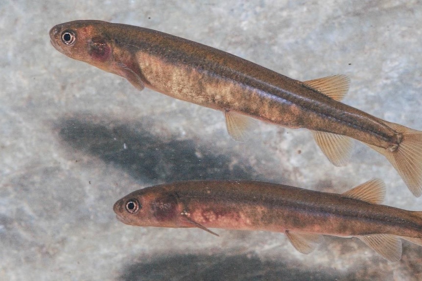 Two small finger-sized fish in a tank close-up. Kind of brown and mottled with mostly fins at back of the body.