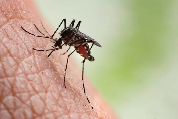 Close up of a mosquito