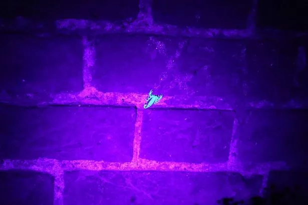 The scorpions glow in the dark under a UV light