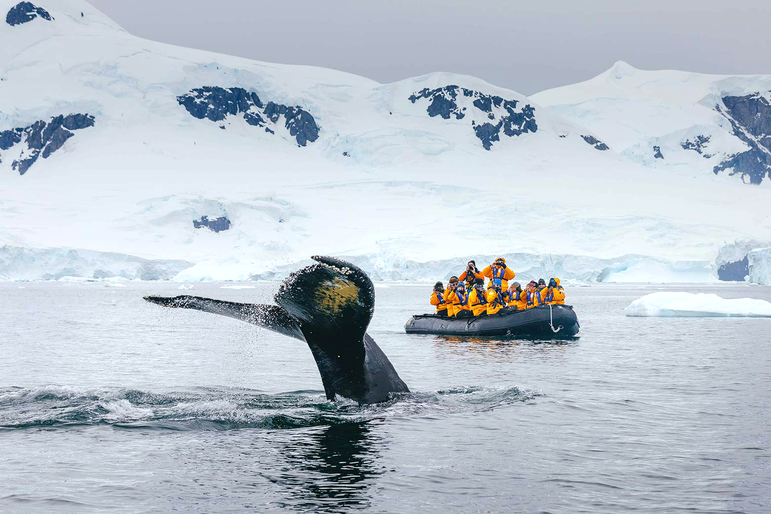 Exodus’s itineraries offer the chance to spot sealife