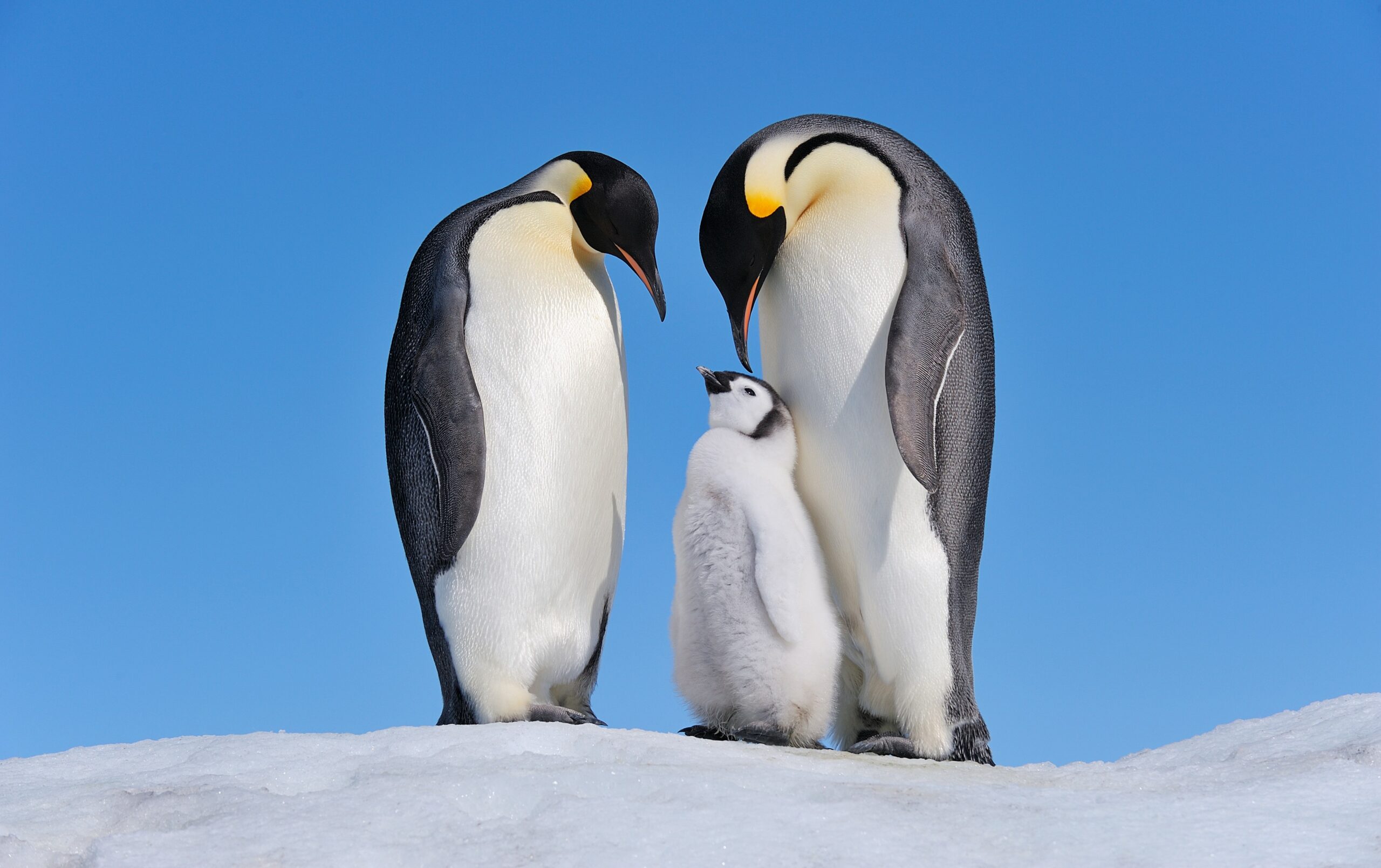 Emperor penguins on Snow Hill Island