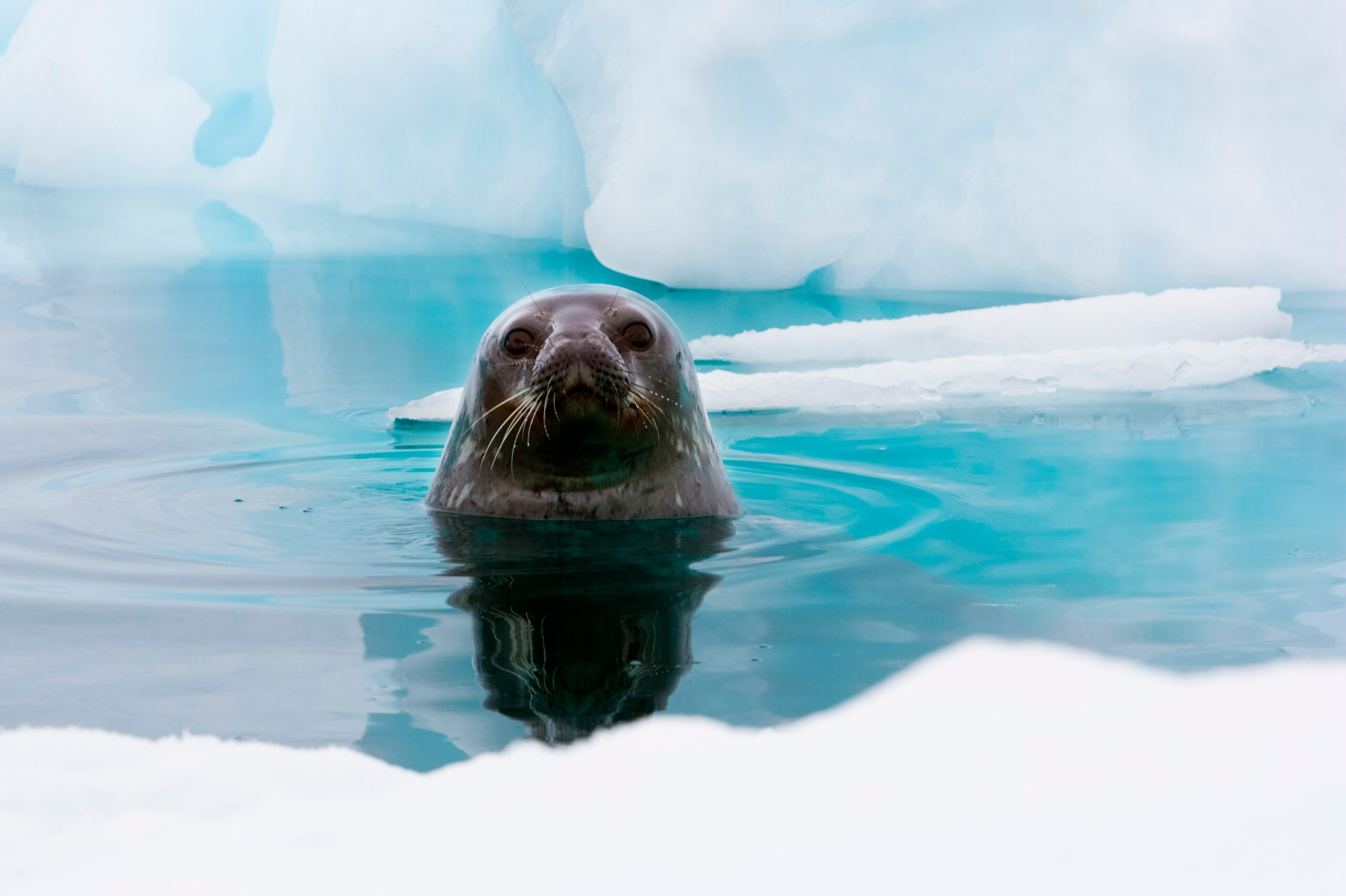 A Weddell seal in Antarctica