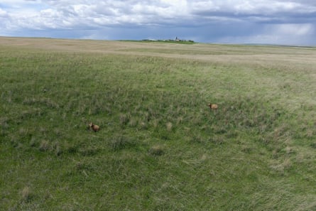 Bears in a field in Montana.