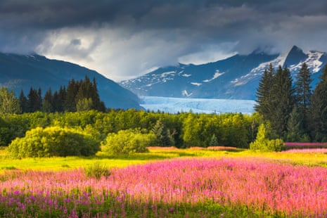 Vivid and colourful natural images of Fireweed and Mendenhall glacier, Coast Mountains, Brotherhood Park, Juneau, Alaska.