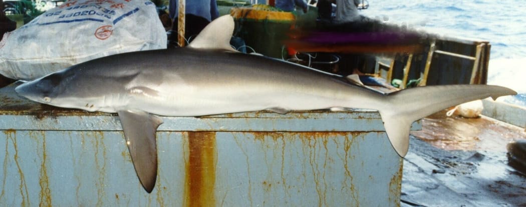 Bycatch rules have decreased the number of silky sharks dying on fishing boats.