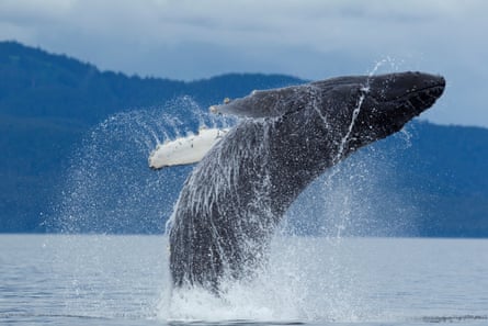 A humpback whale breaches in nearby Stephens Passage, Juneau, Alaska.