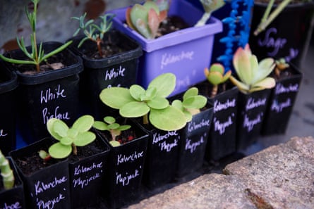 Plant library in Hurlstone Park, Sydney