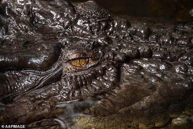 Saltwater crocodiles are very dangerous to humans and are responsible for at least several dozen attacks on people each year