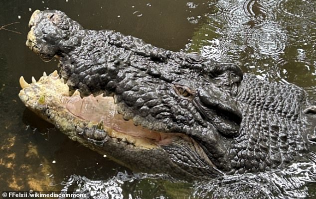 Cassius is the largest crocodile to ever be caught alive in Australia. He measured 18 ft 0 in (5.48 metres) in length and weighed around 1,300 kg (2,870 lb)