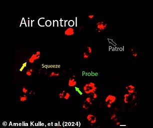 Health immune cells show probing, squeezing, and patrolling behaviours as they search the lung for pathogens