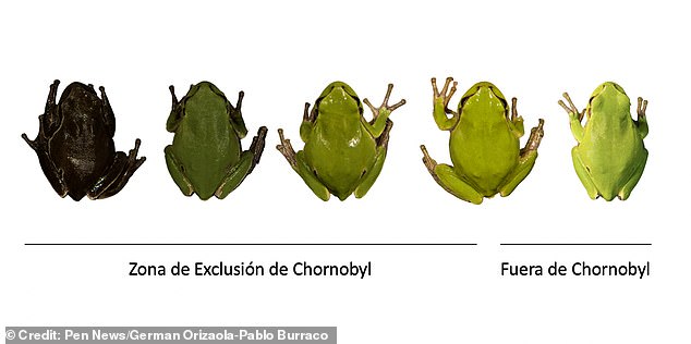 Eastern tree frogs living near the site in northern Ukraine were revealed by a 2022 study to have black instead of green skin