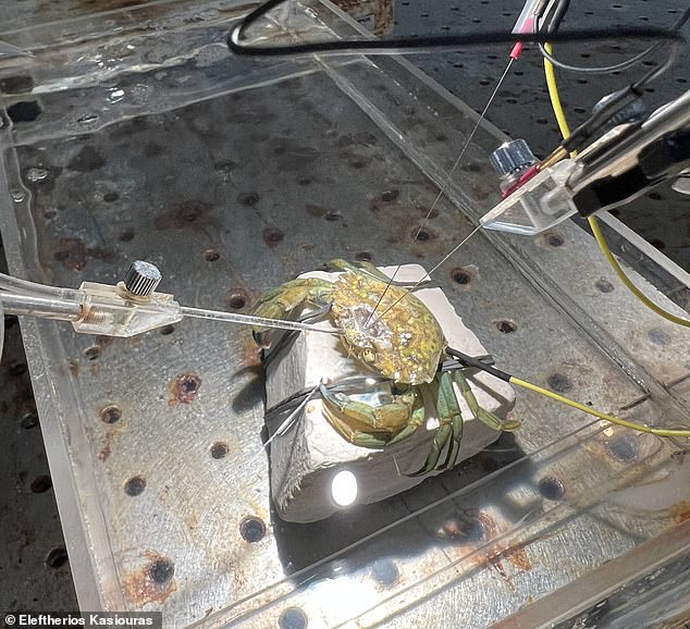 Researchers recorded the brain activity of paralyzed crabs as they were subjected to painful stimulation from acid and physical probes. They discovered that these tissues contained pain receptors which sent messages to the brain when stimulated