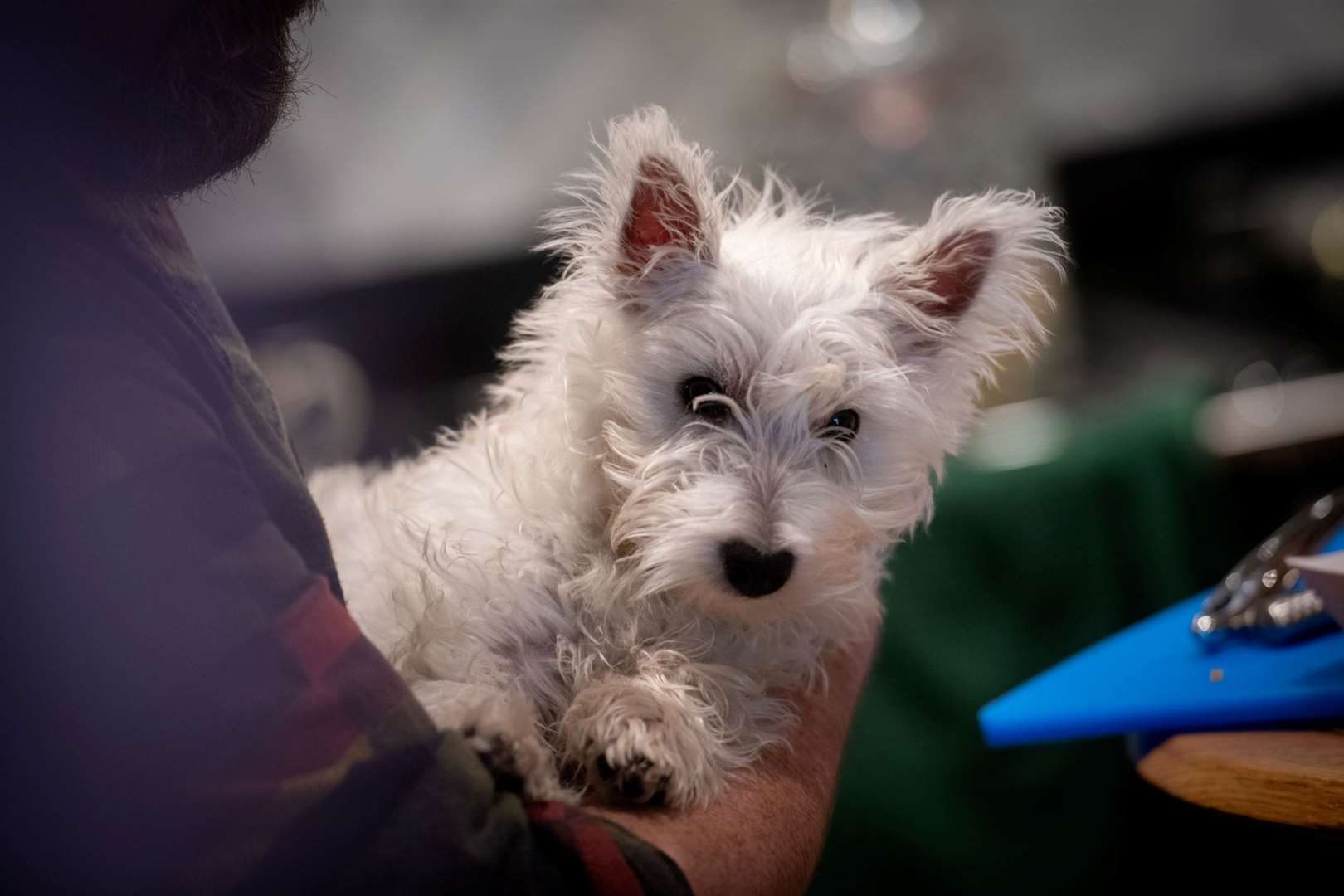 West Highland Terrier.