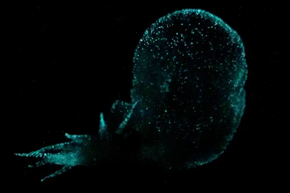  Bathydevius caudactylus' transparent body glowing in the dark, with illuminated decoys on its tail (Image: Bruce Robison; Steven Haddock/MBARI)