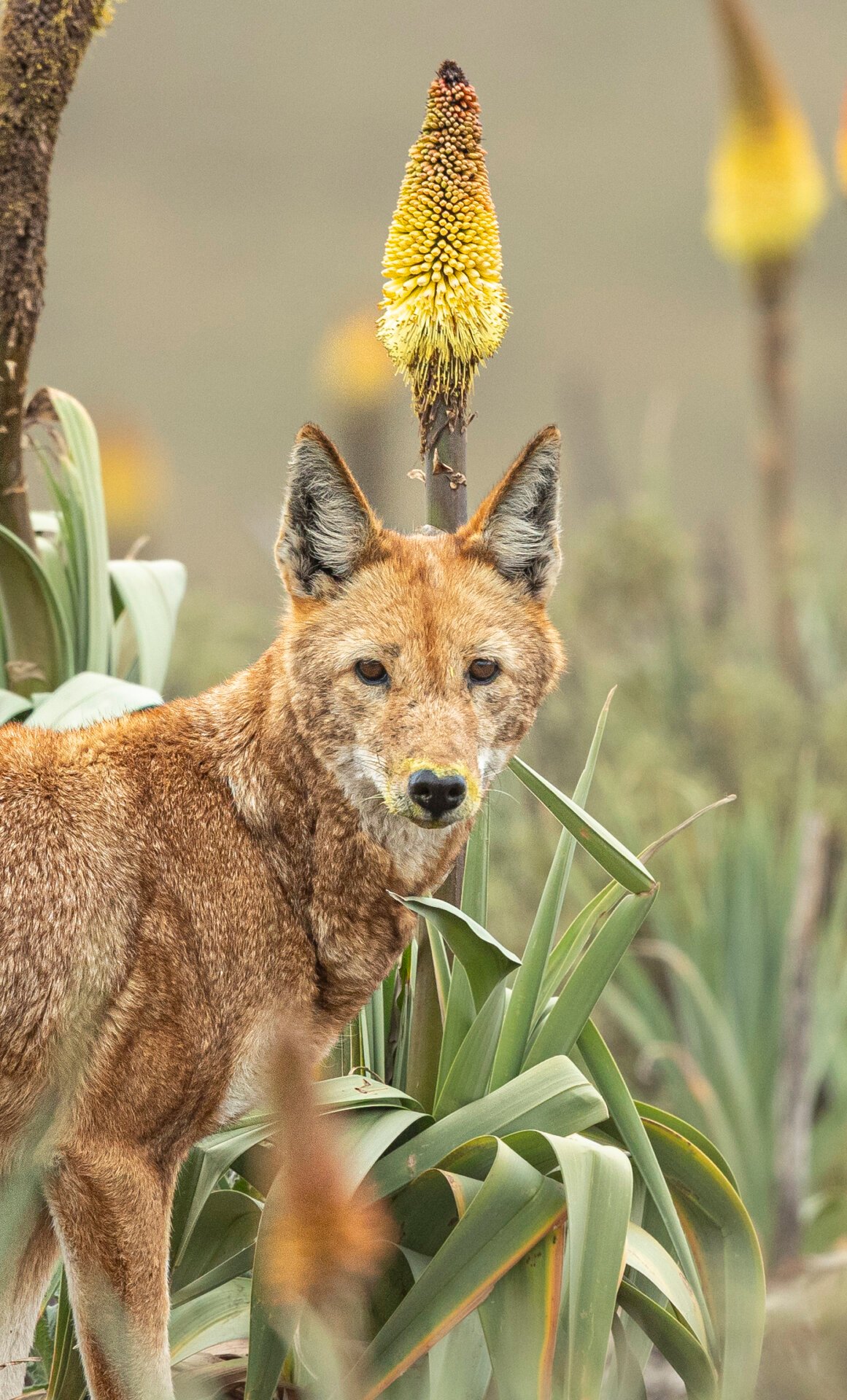 Portrait of a fox colored wolf with a yellow tainted snout in front of a large yellow flower