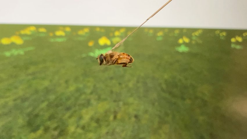 A small insect glued to a stick inside the virtual reality arena. The screen shows a grassy scene.