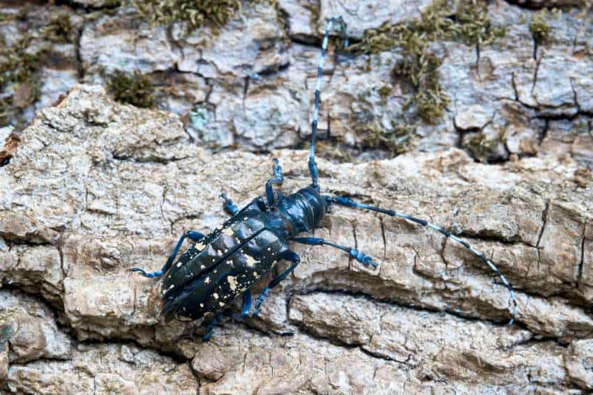 A blue insect crawls over bark. This species was detected by citizen science.