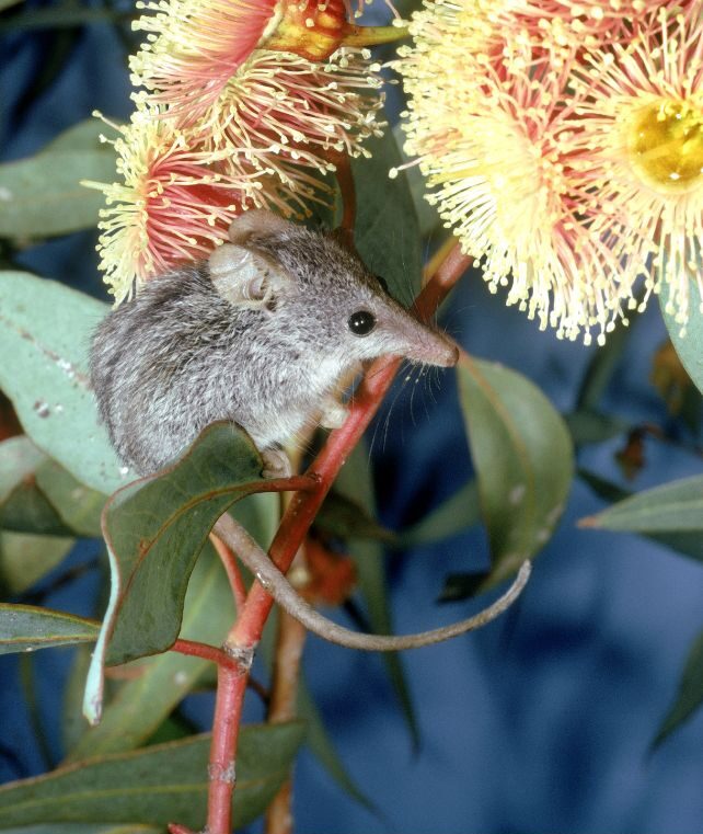 tiny little long snouted marsupial with coral and yellow colored gum flowers