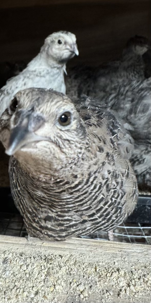 These curious coturnix quail peek out of the aviary where they are kept with the rest of Grow Chico's egg-producing flock on Tuesday, Oct. 8, 2024 in Chico, California. (Johnny Gray/Contributed)