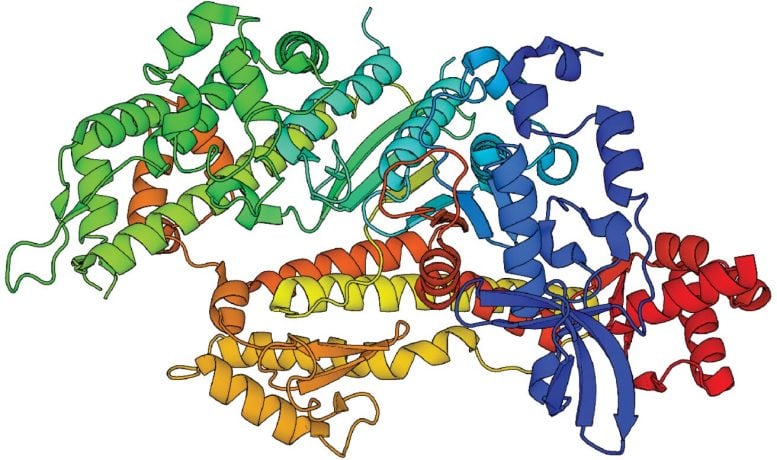 Myosin 3D Structure