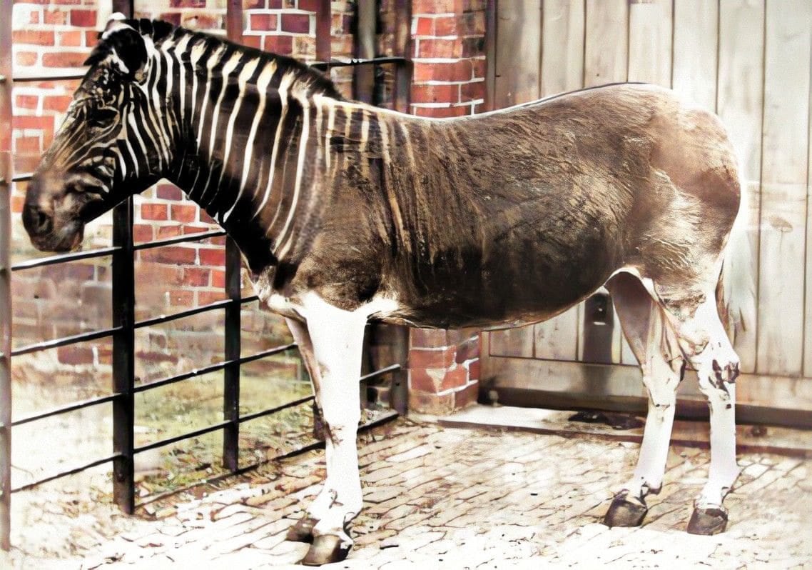 Quagga Revival