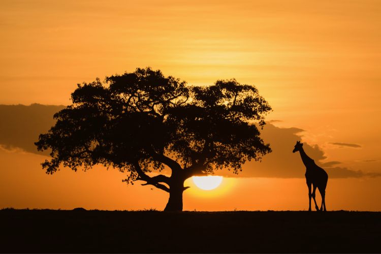 African safari sunset.